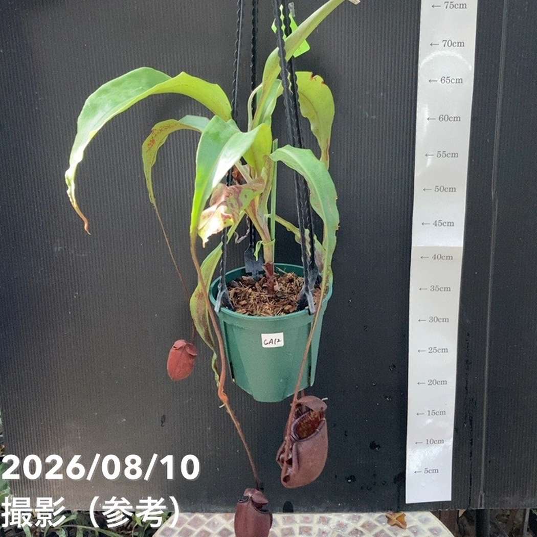 【現品お届け】食虫植物 ウツボカズラ N. mirabilis wingx(VikingxAmp) Black 5号吊り鉢(CA12)|観葉04-PA