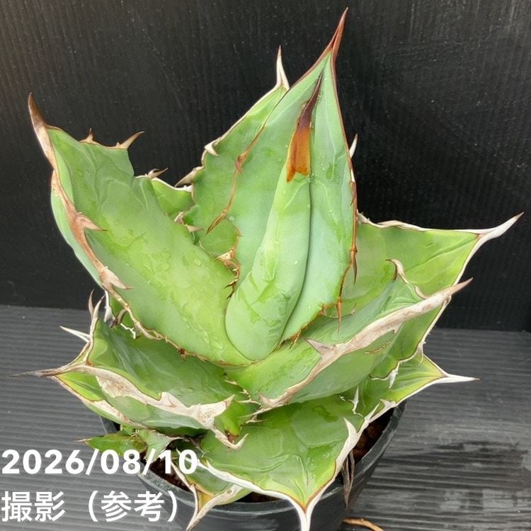【現品お届け】アガベ 5号 オテロイ 実生（3）｜観葉10-TU