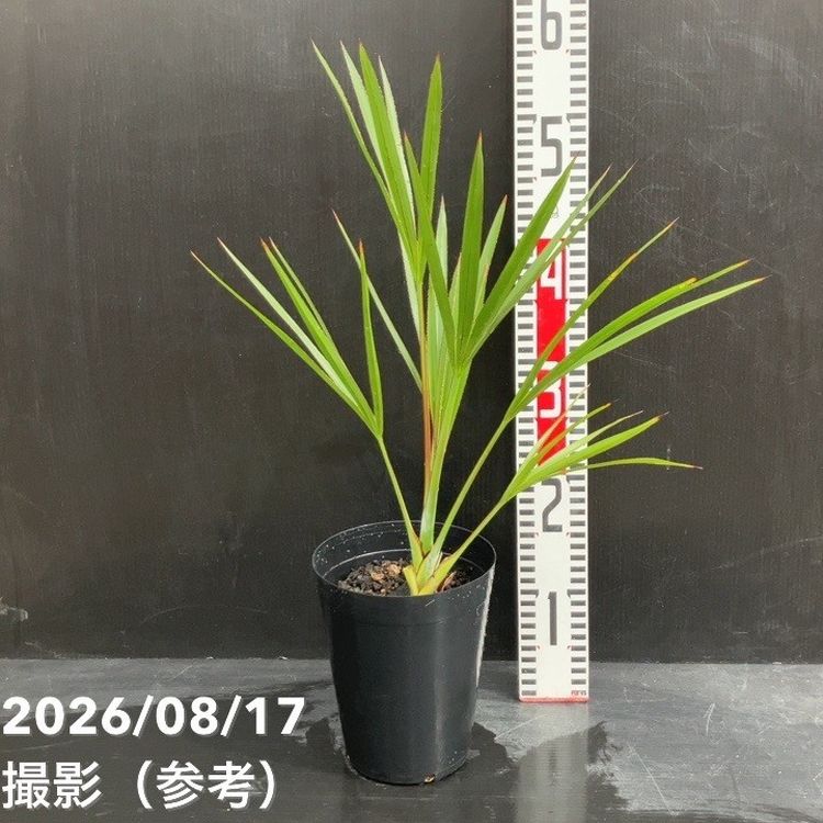 ベニオウギヤシ