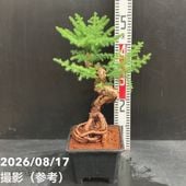 ポトス テルノ カモフラージュ 5号吊り鉢｜観葉04-PA | 観葉・多肉