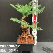 カレーの木（苗）カレーリーフ 5号｜草花10-TU | 草花,[ハーブ苗