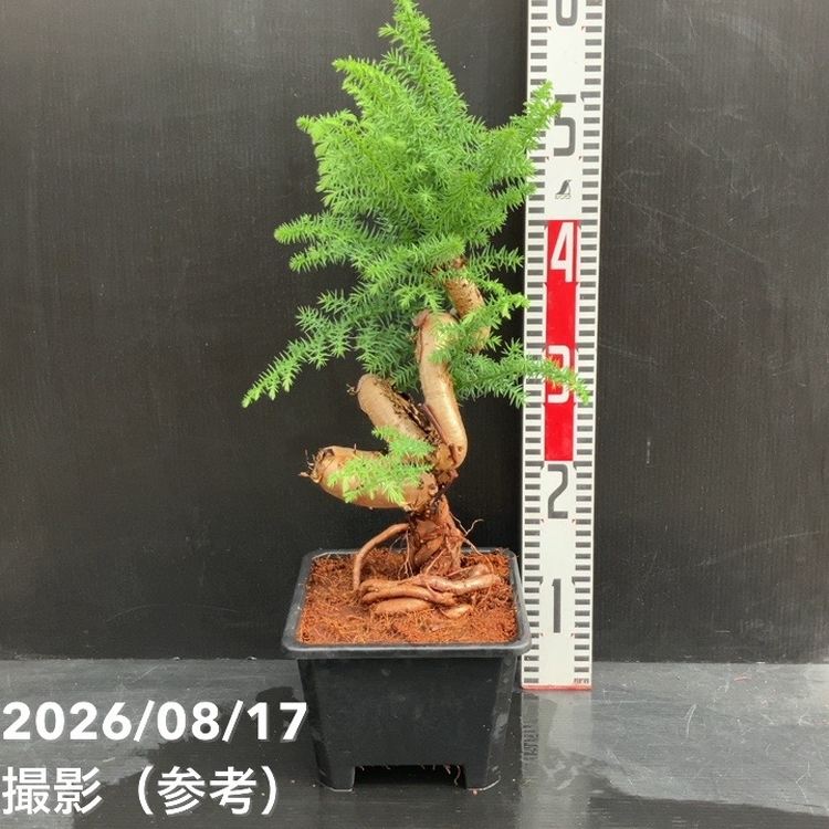 アロカリア