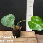 ビカクシダ 3号｜観葉04-PA | 観葉・多肉,[珍しい観葉] | 赤塚植物園