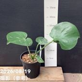 現品お届け】森尾花園 モンステラ バルバソー 4号（M04）｜観葉04-PA