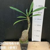 現品お届け】オペルクリカリア パキプス operculicarya pachypus 4号