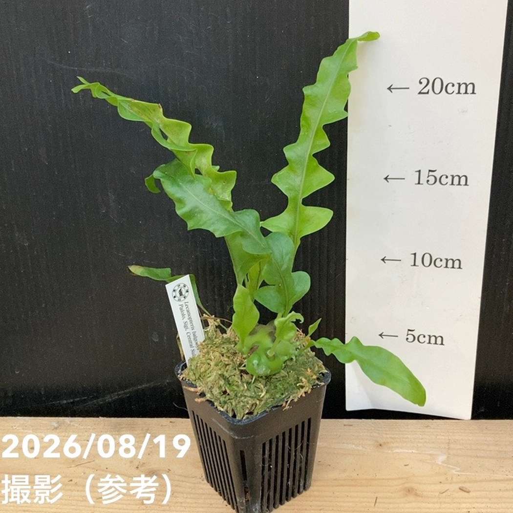 【現品お届け】アリ植物 Lecanopteris balgooyi Palolo, Sigi, Central Sulawesi 3号(Ari5)|観葉04-PA