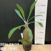 激レア！現品お届け】マクロザミア マクドンネリー Macrozamia