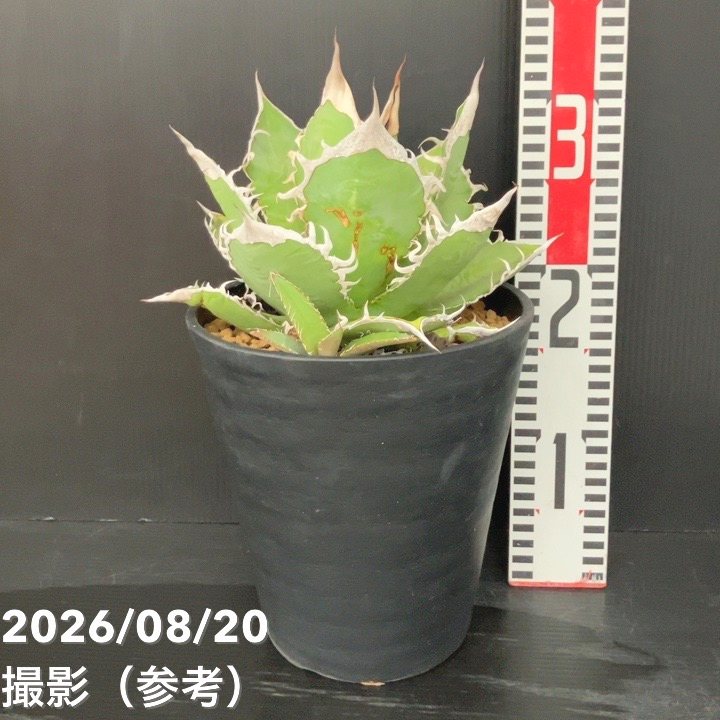 □キーワードから探す,ドライガーデンの購入なら赤塚植物園オンライン