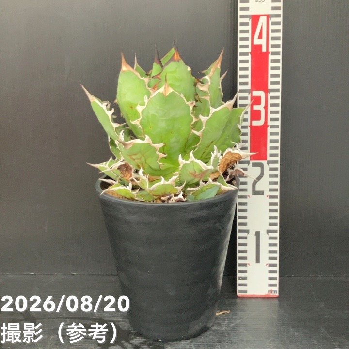 □キーワードから探す,ドライガーデンの購入なら赤塚植物園オンライン