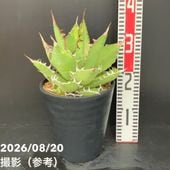 アガベ 3.5号 パリー トランカータ parryi truncata｜観葉01-D1 | 観葉