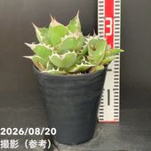 現品お届け】アガベ 4号 チタノタ クラブ Agave titanota Crab（A36