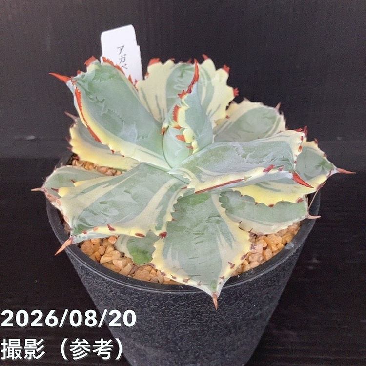 □キーワードから探す,ドライガーデンの購入なら赤塚植物園オンライン