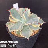 現品お届け】アガベ 5号 チタノタ 白鯨（A8）｜観葉01-D1 | 観葉・多肉