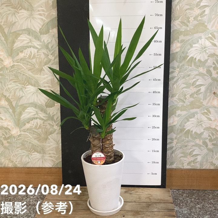 赤塚植物園自社農場,ユッカの購入なら赤塚植物園オンライン 花の音