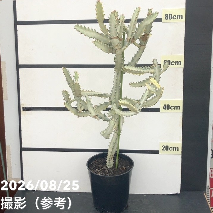 観葉・多肉,ユーフォルビアの購入なら赤塚植物園オンライン 花の音