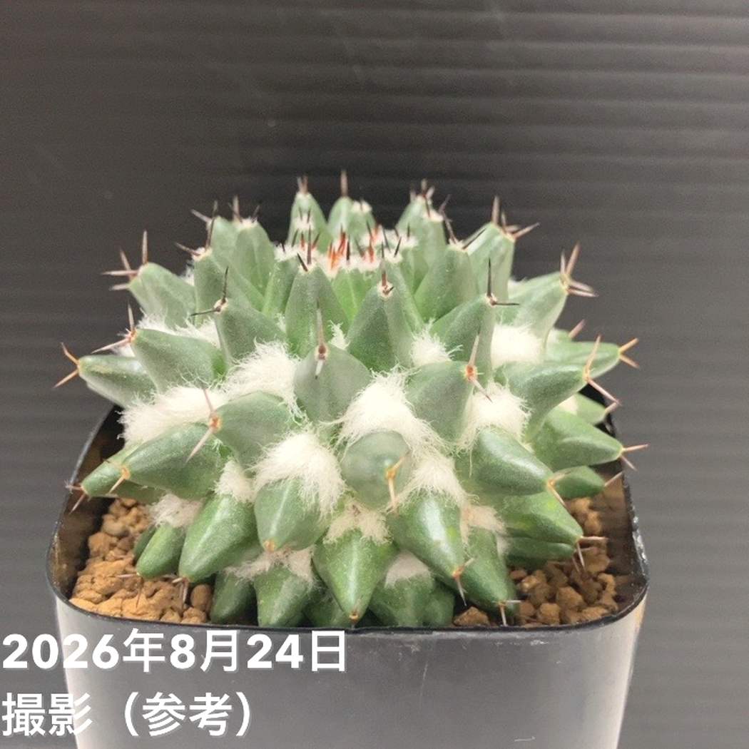 【現品お届け】SABOTENKI マミラリア Mammillaria sempervivi 景清 多毛親木より実生 2.5号（SB1）｜観葉04-PA