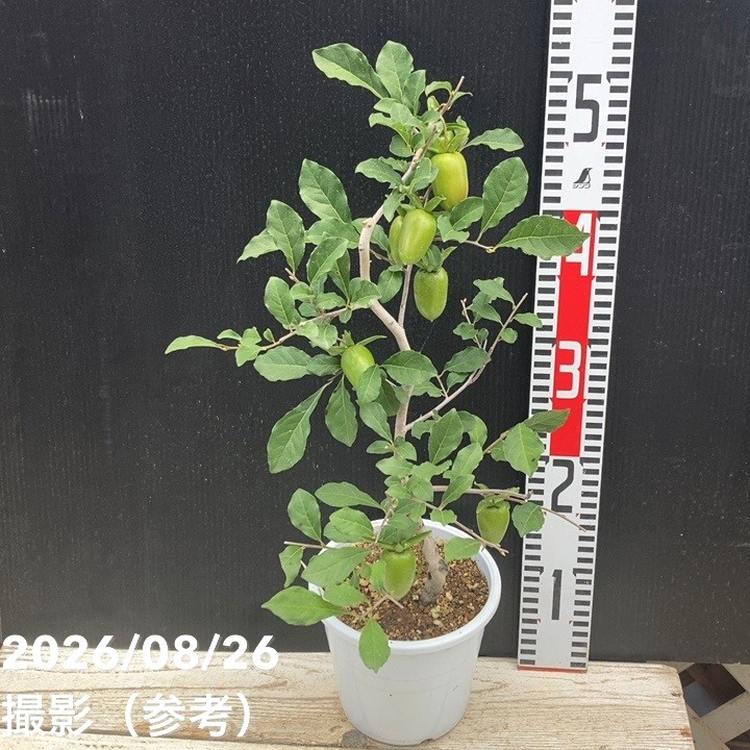 果樹,カキの購入なら赤塚植物園オンライン 花の音｜花苗・ガーデニング