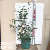 モンステラ デリシオサ 7号｜観葉04-PA | 観葉・多肉,モンステラ