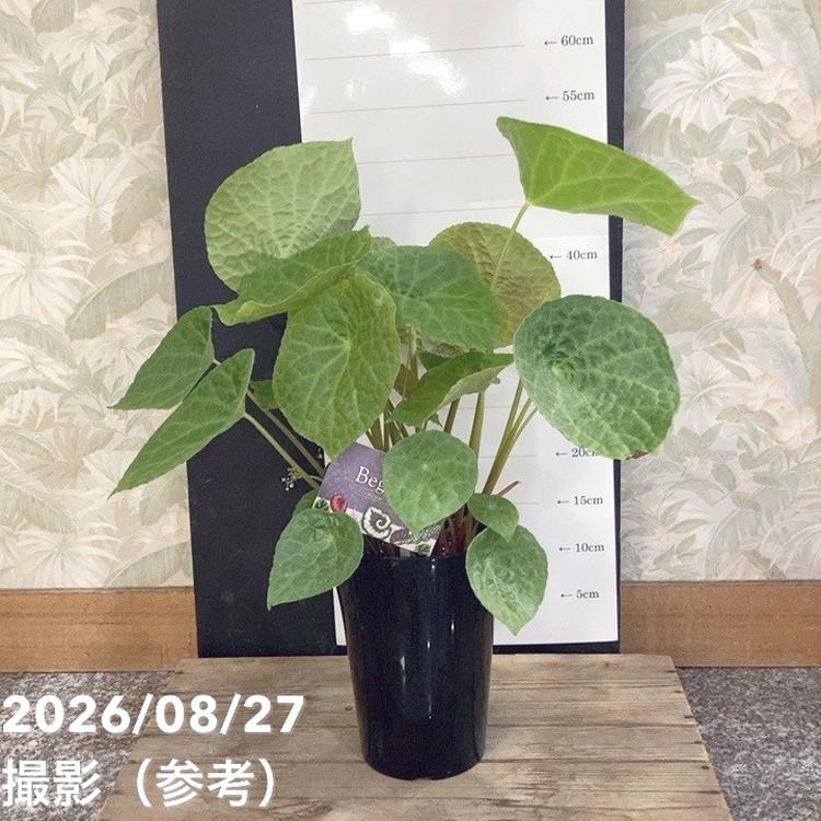 ベゴニア フートエンシス 6号｜観葉04-PA | 観葉・多肉 | 赤塚植物園