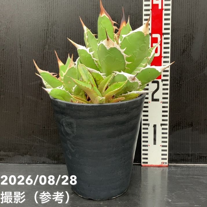 □キーワードから探す,ドライガーデンの購入なら赤塚植物園オンライン