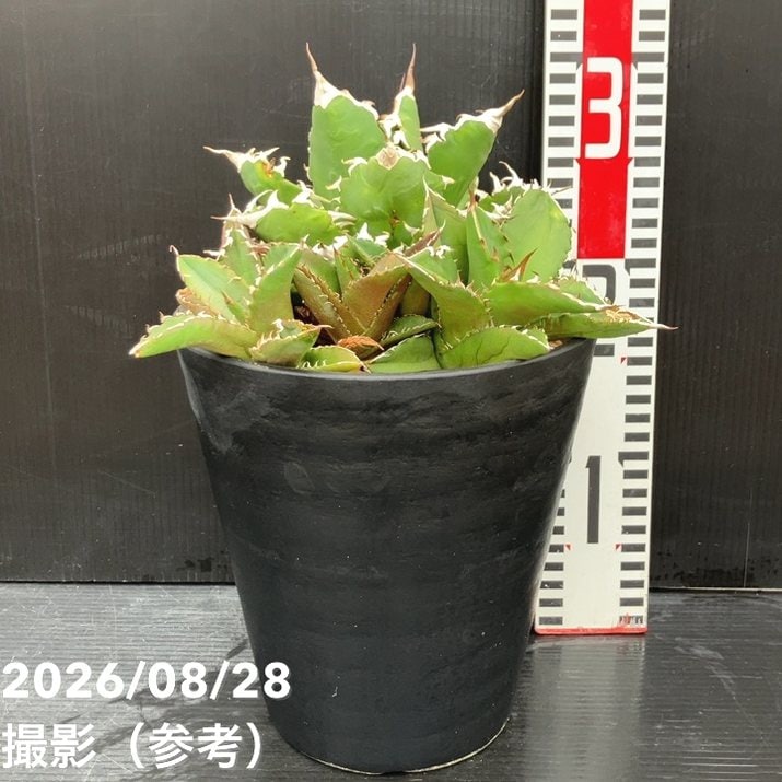 【現品お届け】アガベ 6号 オテロイ 実生（7）｜観葉10-TU
