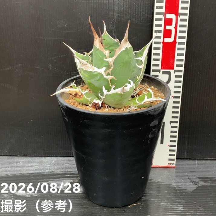 □置き場所で選ぶ,ドライガーデンの購入なら赤塚植物園オンライン 花の