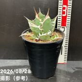 エキノカクタス 短刺金鯱 4号 レア品種｜観葉10-TU | 観葉・多肉