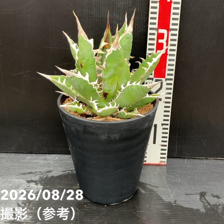 □キーワードから探す,ドライガーデンの購入なら赤塚植物園オンライン