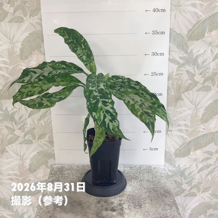 観葉・多肉,アグラオネマの購入なら赤塚植物園オンライン 花の音｜花苗