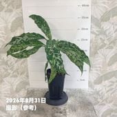 アグラオネマ ニティドゥム カーティシー Aglaonema nitidum var