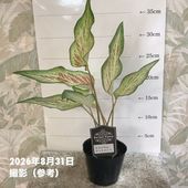 カラジウム ピンクビューティー 3号｜観葉04-PA | 観葉・多肉 | 赤塚