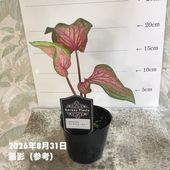 スモークツリー ベストピンク 6号｜花木04-PA | 花木・庭木,スモーク