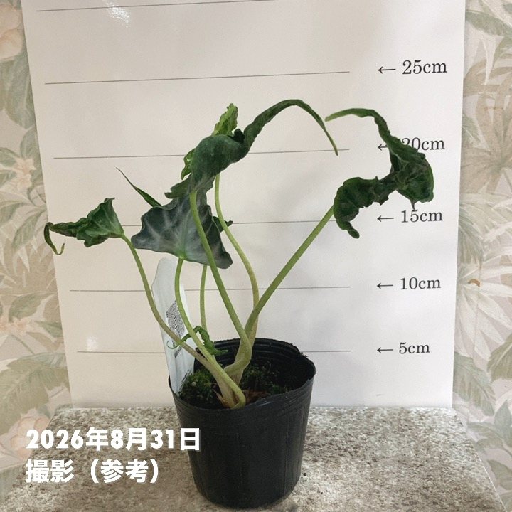 観葉・多肉,アロカシアの購入なら赤塚植物園オンライン 花の音｜花苗