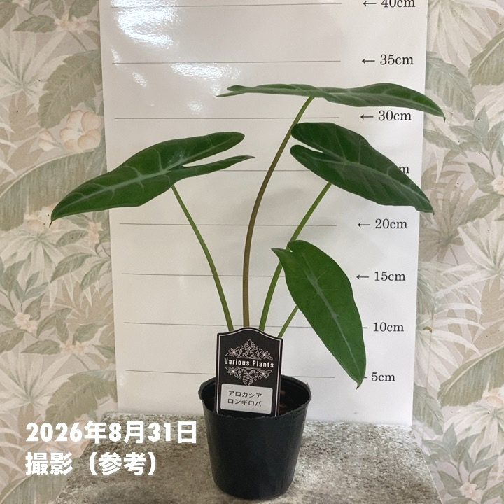 観葉・多肉,アロカシアの購入なら赤塚植物園オンライン 花の音｜花苗