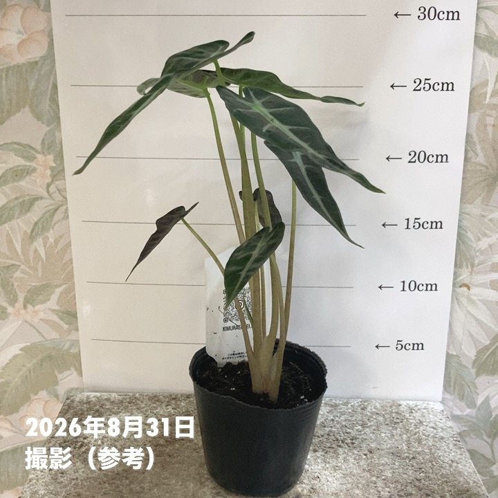 観葉・多肉,アロカシアの購入なら赤塚植物園オンライン 花の音｜花苗