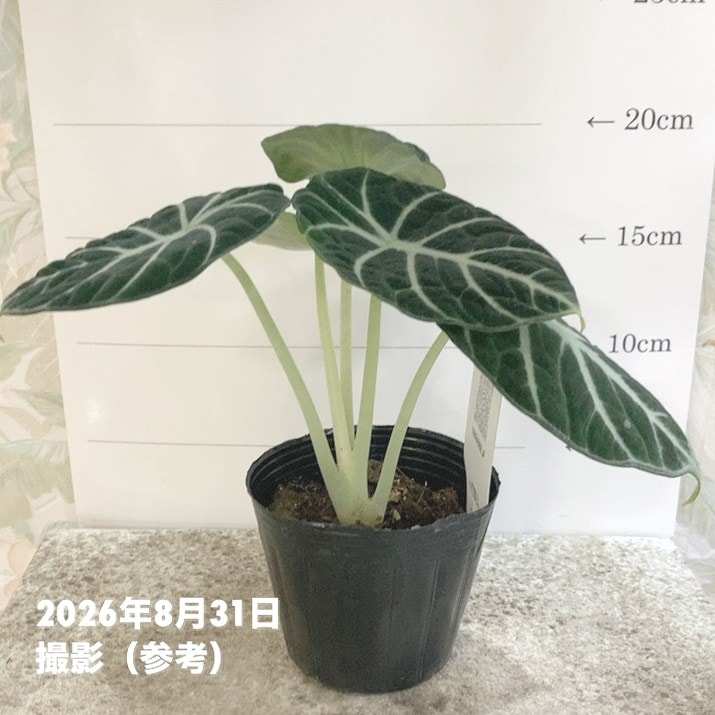 観葉・多肉,アロカシアの購入なら赤塚植物園オンライン 花の音｜花苗