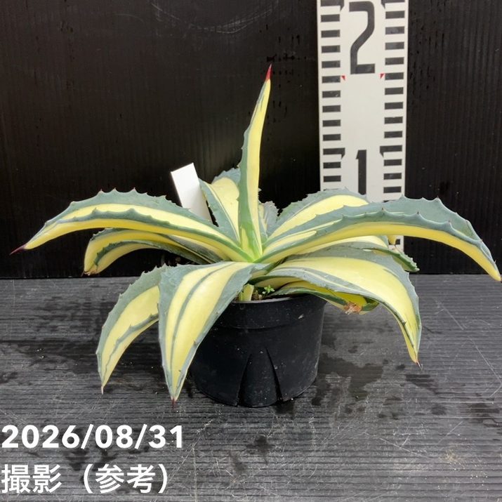 □置き場所で選ぶ,ドライガーデンの購入なら赤塚植物園オンライン 花の