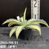 アガベ 3.5号 パリー トランカータ parryi truncata｜観葉01-D1 | 観葉