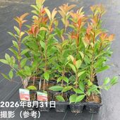 タイサンボク リトルジェム 4号｜花木04-PA | 花木・庭木 | 赤塚植物園