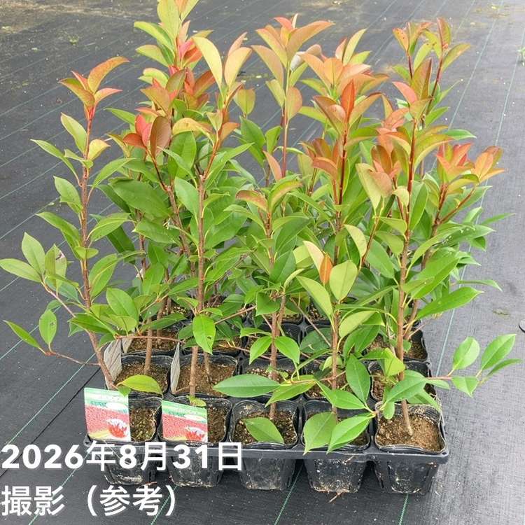 <充実剪定苗>三重カナメ 3.5号 20鉢セット|花木01-D1