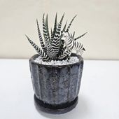 ユッカ 4号 リネアリフォリア（Yucca linearifolia）｜花木01-D1