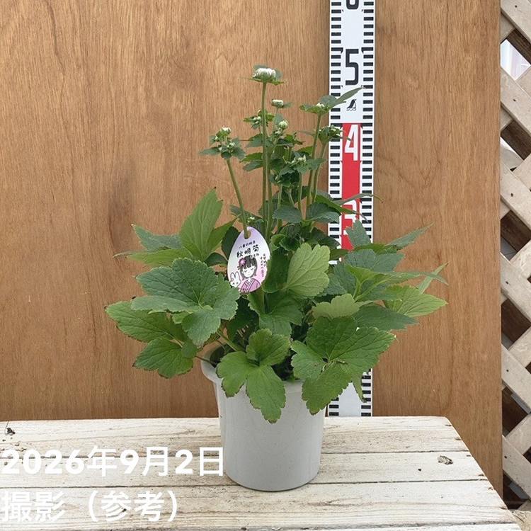 シュウメイギク 八重桃色 ももね 5号｜草花04-PA