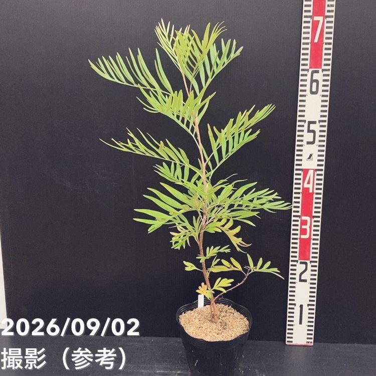 花木・庭木,[オージープランツ],グレビレアの購入なら赤塚植物園