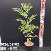 カレーの木（苗）カレーリーフ 6号｜草花10-TU | 草花,[ハーブ苗