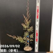 ポトス テルノ カモフラージュ 5号吊り鉢｜観葉04-PA | 観葉・多肉