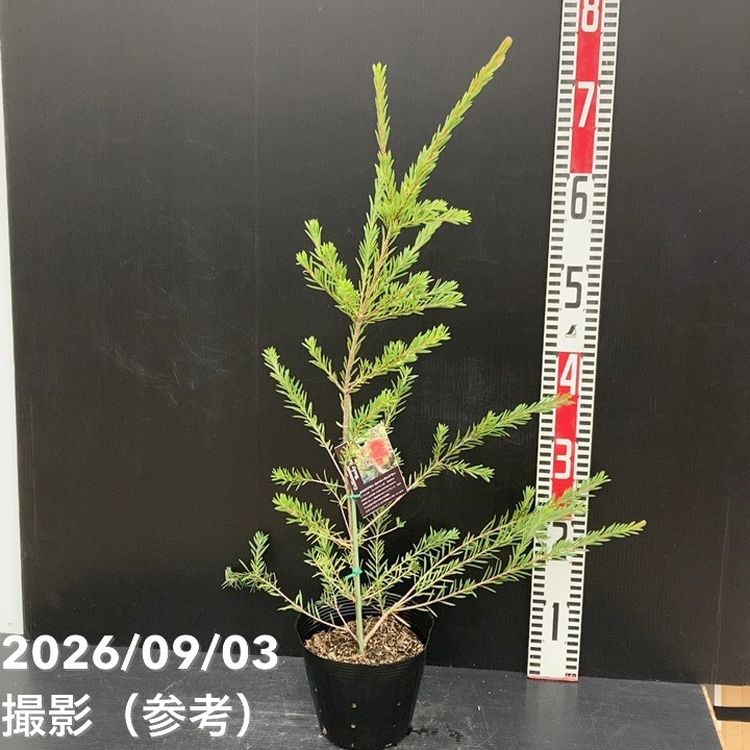 花木・庭木,[オージープランツ]の購入なら赤塚植物園オンライン 花の音