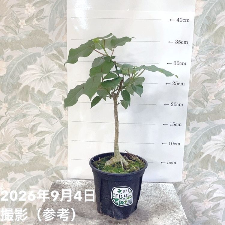 フィカス ペティオラリス 4号｜観葉04-PA | 観葉・多肉,フィカス