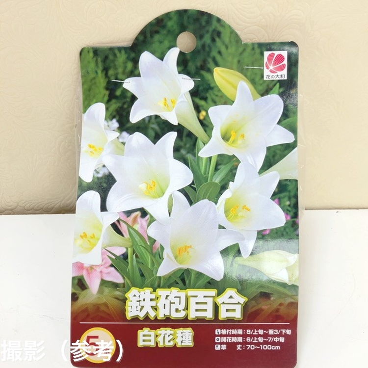 鉄砲百合 白花種 5球入×2袋セット｜球根04-PA