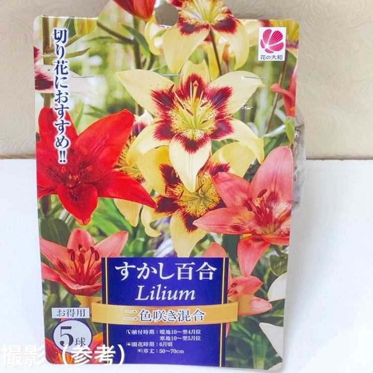 すかし百合 二色咲き混合 5球入×2袋セット｜球根04-PA