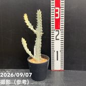 お買い得！】ザミア フロリダーナ（メキシコソテツ）7号 ｜観葉10-TU